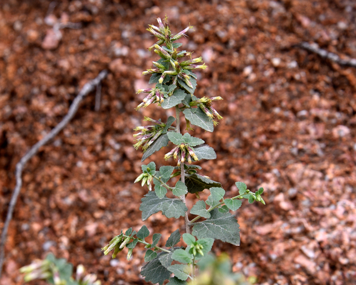 California Brickellbush has 8 to 12 or rarely 18 disk florets in cylindrical flower heads in leafy small clusters on tips of slim branches, collectively in the shape of a panicle as noted in the photo.  Brickellia californica